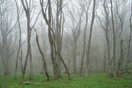 克里米亚的秋雾森林图片