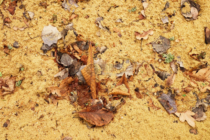 在湿泥沙土路上的秋叶沙地上的腐烂深图片