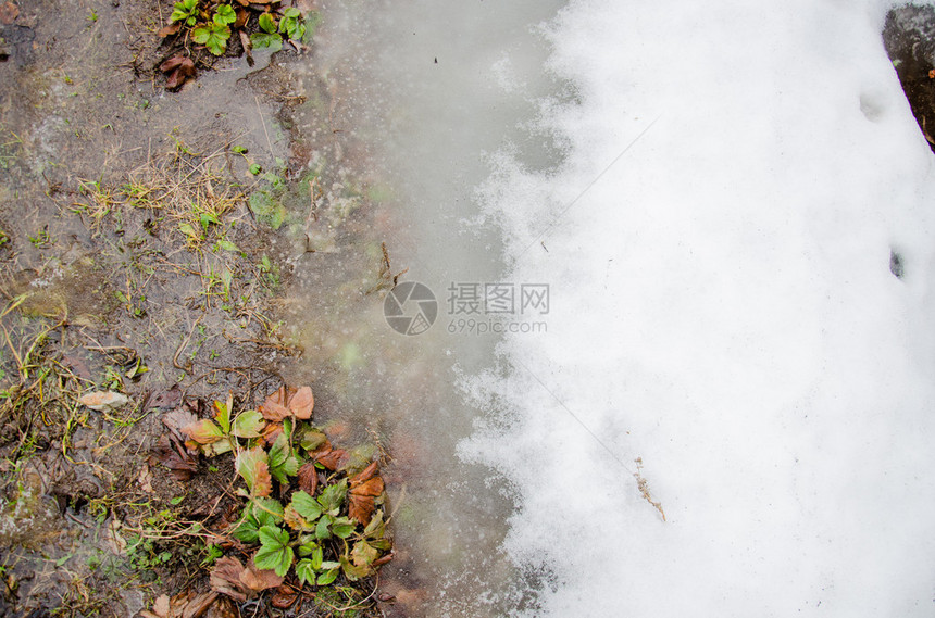 在绿草上融化的雪融化的雪水中的第一朵春天番红花雪融化城市道路上积图片