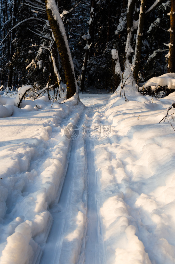 冬季森林的照片被雪覆盖的树木图片
