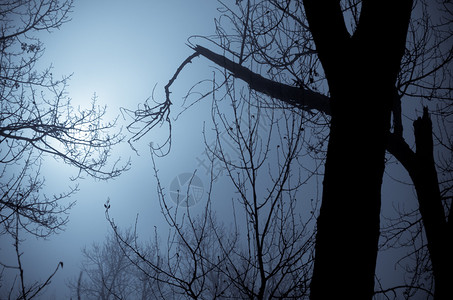 黑暗迷雾森林图片