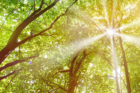 森林树木绿叶和太阳光线图片