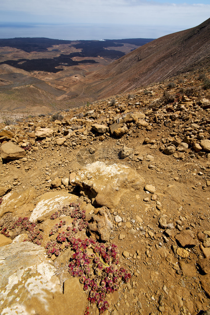 火山岩石云山和西班牙夏日兰萨罗特花岗丛中叶花图片