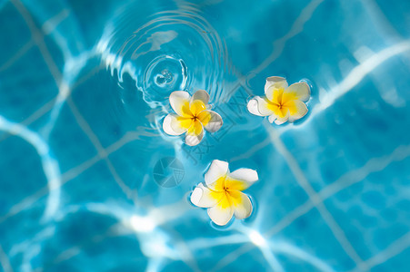 蓝水上的弗朗吉帕尼花是热图片
