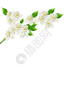 在白色背景上分离的茉莉花枝图片