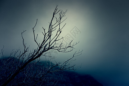 一棵孤独的光秃的树剪影背景是云雾缭绕的图片