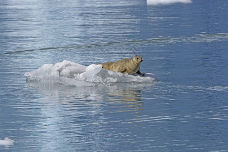 威廉王子声音威廉王子湾的冰上海豹背景