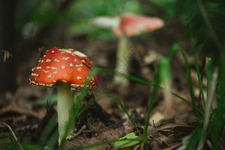 秋林草背景中美丽的天然红蘑菇图片