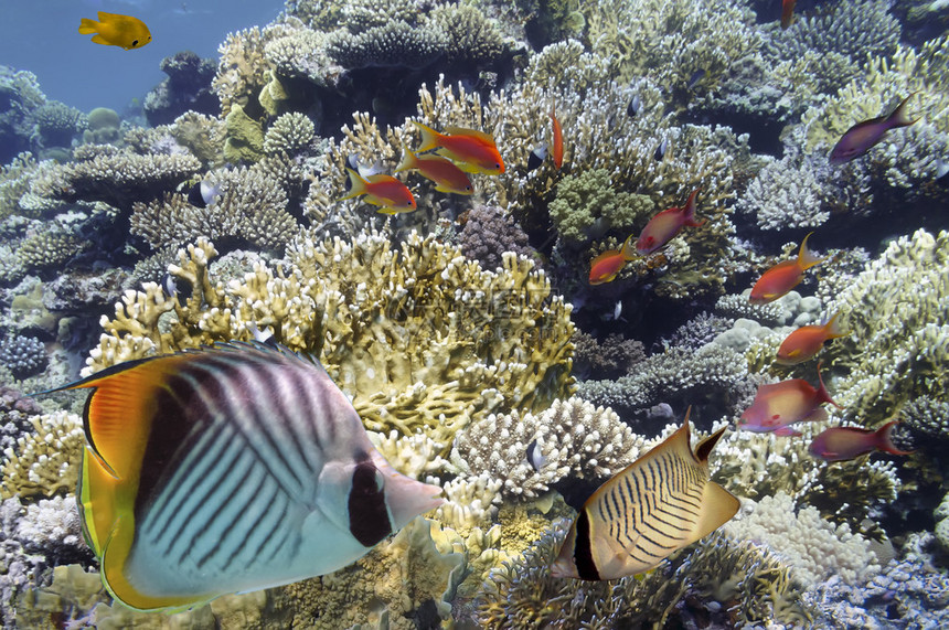 红海珊瑚礁上图片