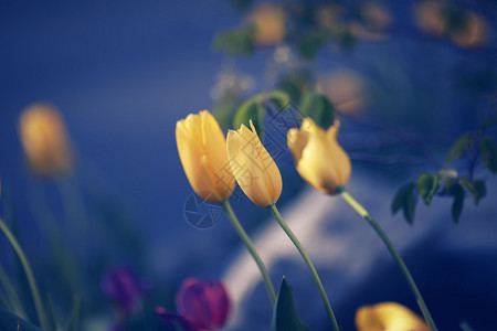 美丽的仙女梦幻般的神奇黄色郁金香花图片