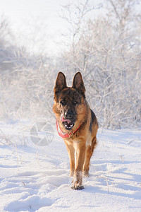 在雪地中奔跑的纯种德国牧羊犬饶有兴趣地看着前方背景图片