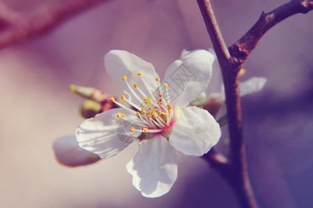 杏仁花复古彩色图片春天的花朵背景图片