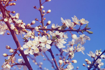 杏仁花复古彩色图片春天的花朵背景图片