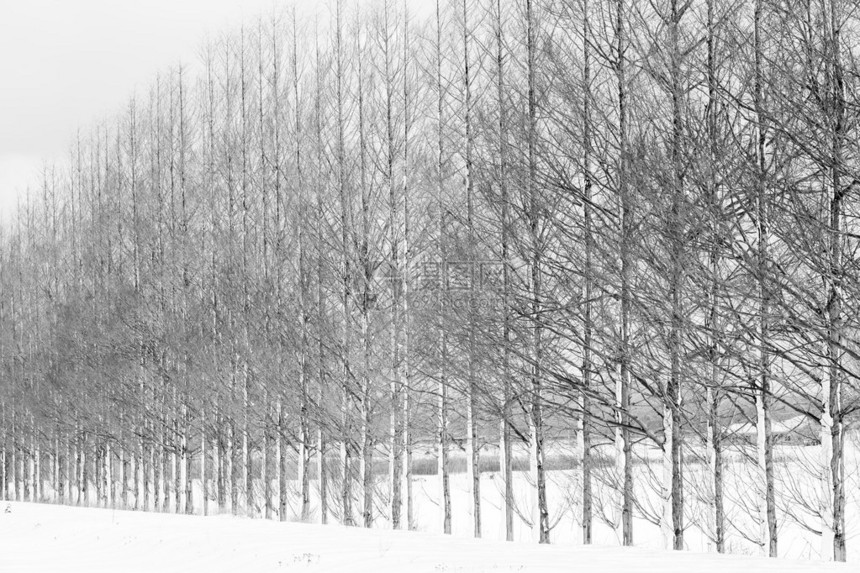 日本金泽市Dawn红木林大道冬图片