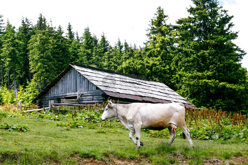 森林中废弃木棚附近的白牛图片