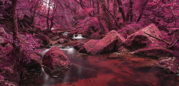 阻燃森林中流经的河流的超图片