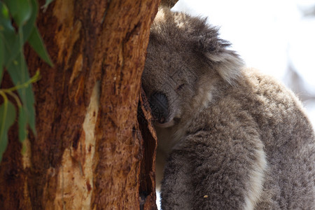 Koala被囚禁在Koa图片