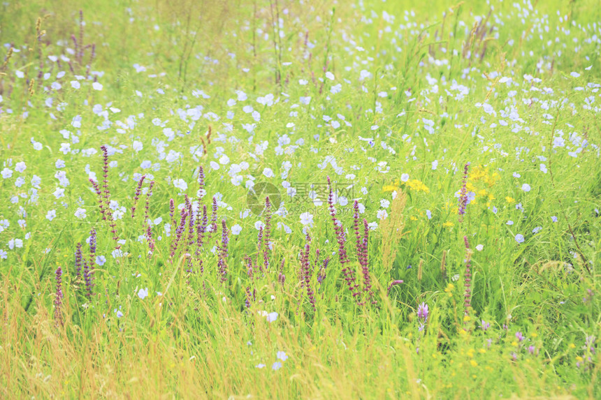 背景绿色领域中美丽的紫色和蓝色花朵图片