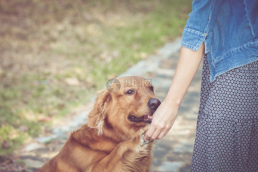 可爱的金毛猎犬与女人图片