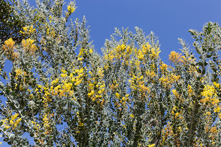 珍珠相思树开花的黄色花朵图片
