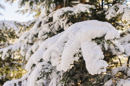 白雪覆盖了树枝图片