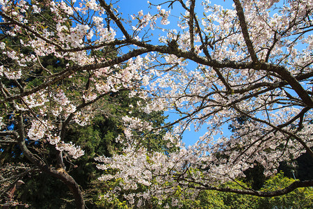 公园阿利山樱桃花图片