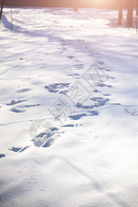树林里新雪上的动物足迹图片