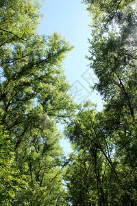 公园里绿树的冠冕图片