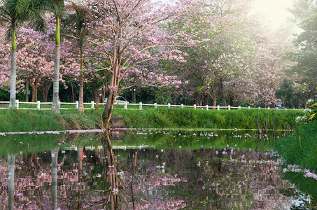 公园中的粉红花树图片