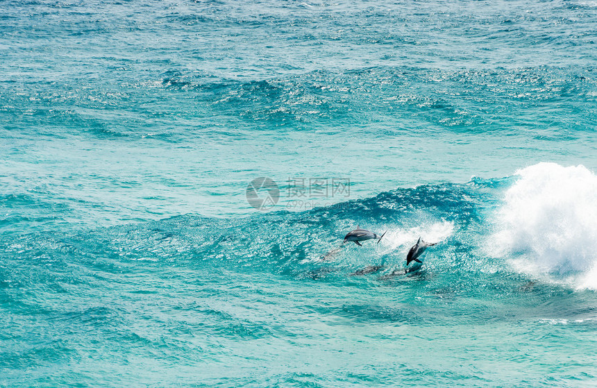 海豚在澳洲昆士兰州斯特劳克岛外的海浪图片