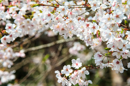 阿利山樱花开季节背景图片