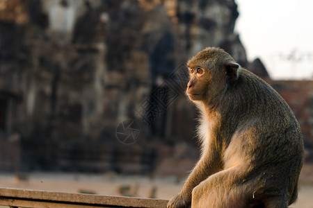 泰国Lopburi省长尾黑猴吃图片