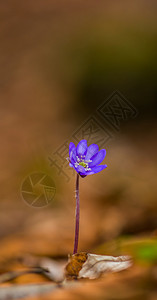 美丽的野生蓝宝石花的艺术模糊效应图片