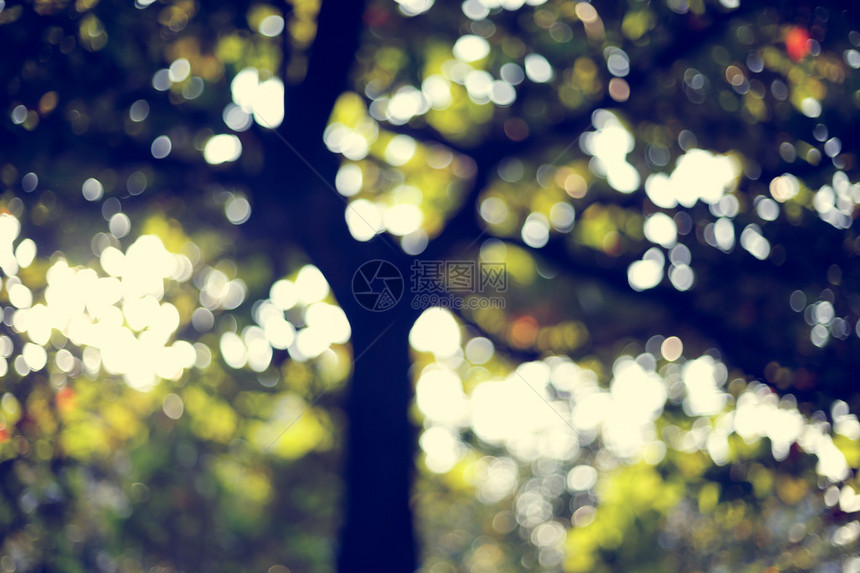阳光透过树叶上的树叶图片