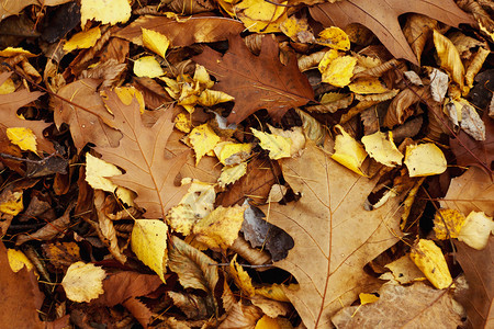 地上美丽的黄色和棕色秋叶秋季背景壁图片