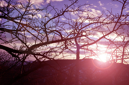 树枝间美丽的紫色日落图片