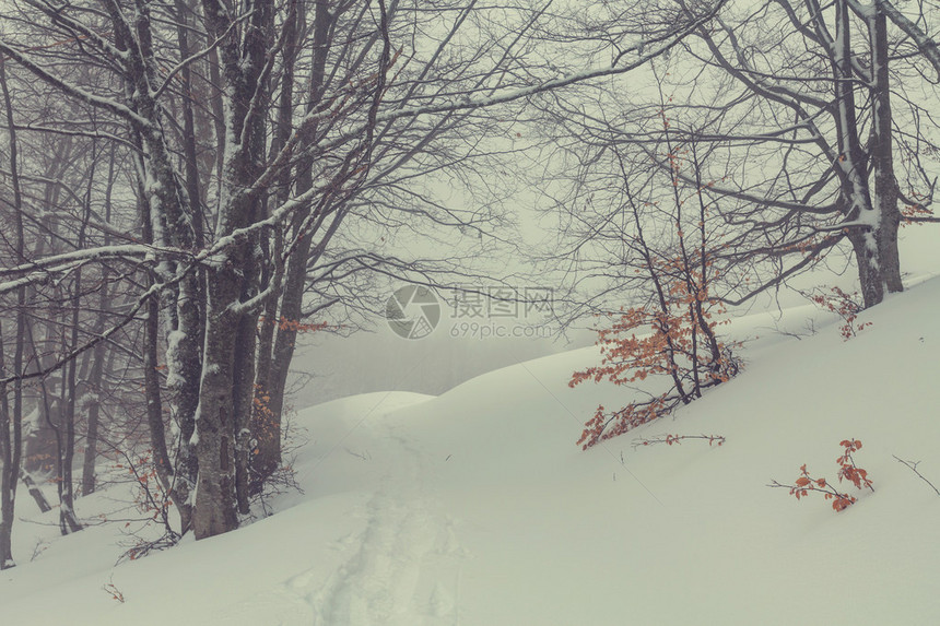 冬天美丽的风景雪域森林图片