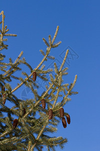 蓝天背景上带锥体的云杉枝图片