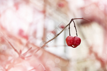 红色荚蒾浆果的一个分支秋天的风景图片