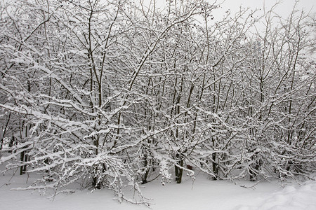 室外冬季公园的雪树图片