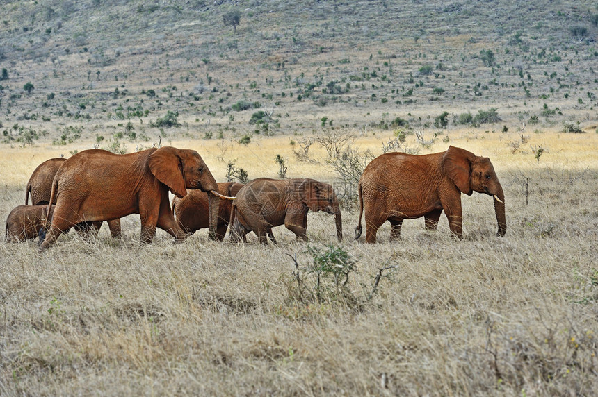 肯尼亚Tsavo公园的图片