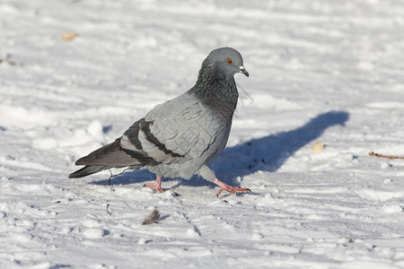 冬天雪地上的鸽子肖像图片