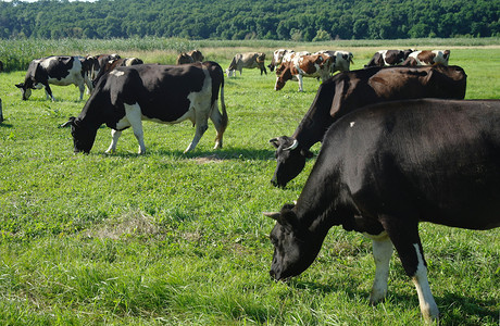 夏天在绿草上的奶牛图片