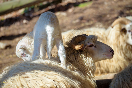 农村场的羊和小羊羔羊是复活图片