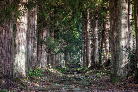 日本长野一山市附近树木之图片