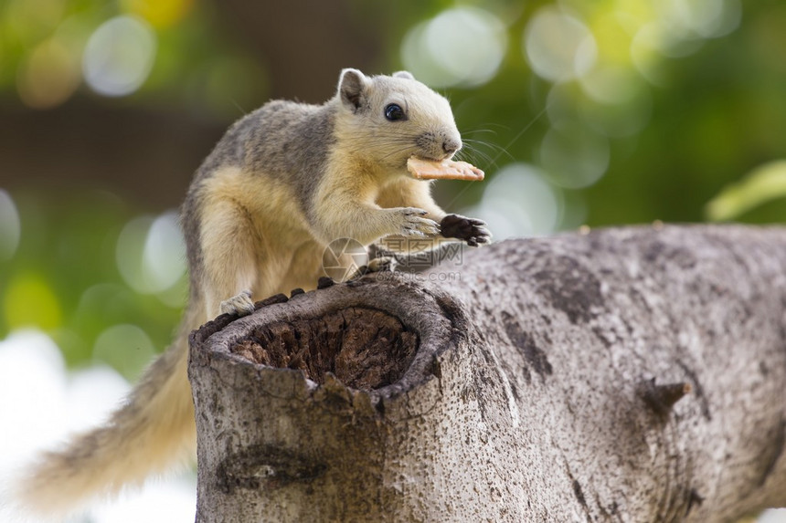 在泰国曼谷公园吃饼干的松鼠Callosciurusfinlays图片