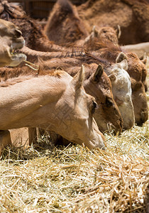 农场上的骆驼群背景图片