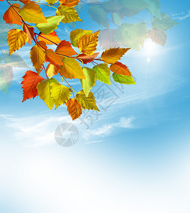 秋季树叶秋图片