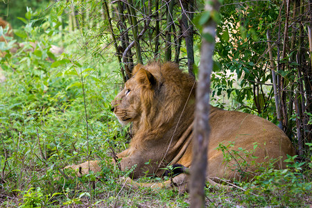 印度公园里的亚洲狮图片