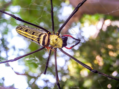 黑黄蜘蛛和黑长腿立在空中的网图片